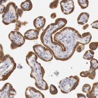 Anti-JOSD1 antibody produced in rabbit 