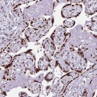 Anti-JUND antibody produced in rabbit HPA063029-100UL