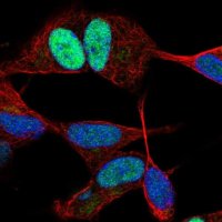 Anti-JUND antibody produced in rabbit HPA063029-100UL