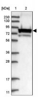 Anti-JUP antibody produced in rabbit 