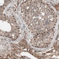 Anti-KANSL1 antibody produced in rabbit 