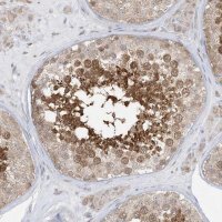 Anti-KANSL3 antibody produced in rabbit 