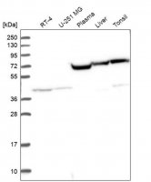 Anti-KAT2A antibody produced in rabbit