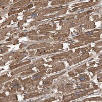 Anti-KCNJ2 antibody produced in rabbit 