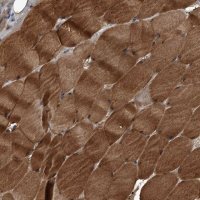 Anti-KCNJ2 antibody produced in rabbit 