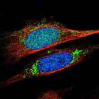 Anti-KCNMB3 antibody produced in rabbit 