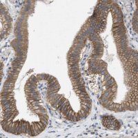 Anti-KCNS3 antibody produced in rabbit 