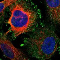 Anti-KCNS3 antibody produced in rabbit 