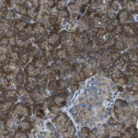 Anti-KCTD3 antibody produced in rabbit 
