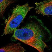 Anti-KCTD3 antibody produced in rabbit 