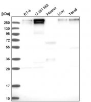 Anti-KDM5C antibody produced in rabbit 