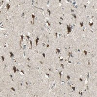 Anti-KEAP1 antibody produced in rabbit 