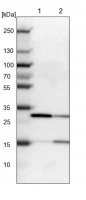 Anti-KHDRBS3 antibody produced in rabbit