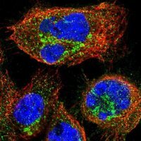 Anti-KIAA0430 antibody produced in rabbit 