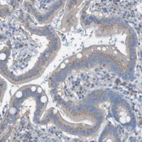 Anti-KIAA1024 antibody produced in rabbit HPA011545-100UL