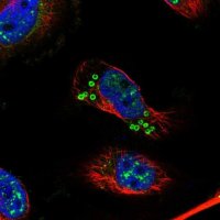 Anti-KIAA1328 antibody produced in rabbit 