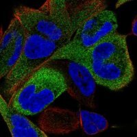 Anti-KIF11 antibody produced in rabbit