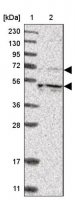 Anti-KIF12 antibody produced in rabbit 