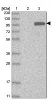Anti-KIF20A antibody produced in rabbit HPA036909-100UL
