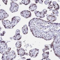 Anti-KLF14 antibody produced in rabbit 