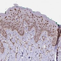 Anti-KLF2 antibody produced in rabbit