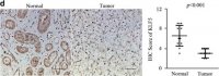 Anti-KLF5 antibody produced in rabbit 