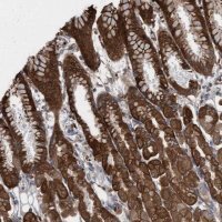Anti-KLHL26 antibody produced in rabbit 