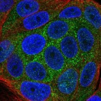 Anti-KLHL36 antibody produced in rabbit 