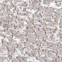 Anti-KLHL7 antibody produced in rabbit 