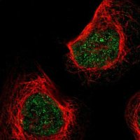 Anti-KLHL8 antibody produced in rabbit 