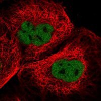 Anti-KNL1 antibody produced in rabbit