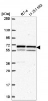 Anti-KPNA1 antibody produced in rabbit HPA063426-100UL