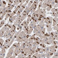 Anti-KRBA2 antibody produced in rabbit 