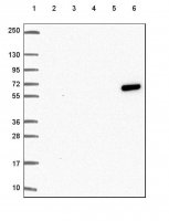 Anti-KRT6A antibody produced in rabbit 