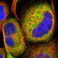 Anti-LAMA3 antibody produced in rabbit