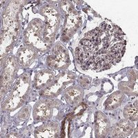 Anti-LAMB2 antibody produced in rabbit