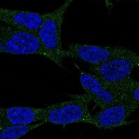 Anti-LAMP5 antibody produced in rabbit