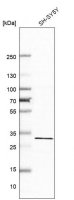 Anti-LAMP5 antibody produced in rabbit