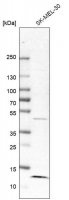 Anti-LAMTOR3 antibody produced in rabbit HPA026858-100UL