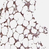 Anti-LARGE2 antibody produced in rabbit 
