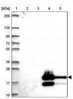 Anti-LARGE2 antibody produced in rabbit 