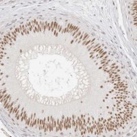 Anti-LARP7 antibody produced in rabbit HPA026842-100UL