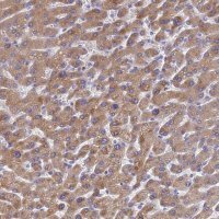 Anti-LBX2 antibody produced in rabbit 