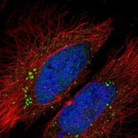 Anti-LCMT2 antibody produced in rabbit HPA048176-100UL
