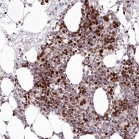 Anti-LDB1 antibody produced in rabbit 