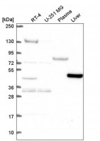 Anti-LDHD antibody produced in rabbit 