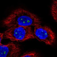 Anti-LENG9 antibody produced in rabbit