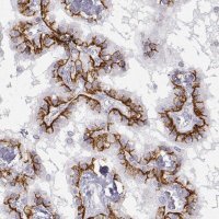 Anti-LEPR antibody produced in rabbit