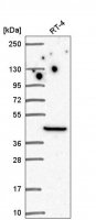 Anti-LIMS1 antibody produced in rabbit 