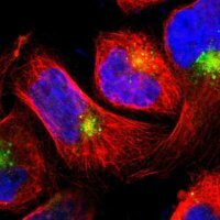 Anti-LITAF antibody produced in rabbit 